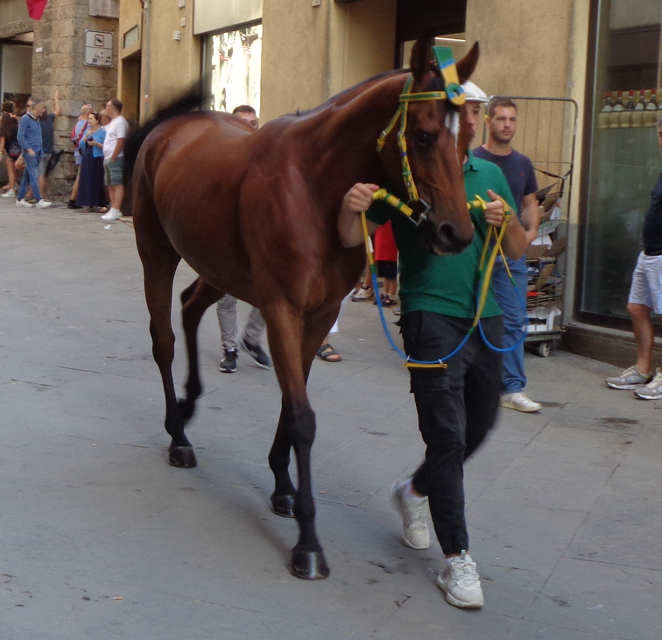 BRIVIDO SARDO