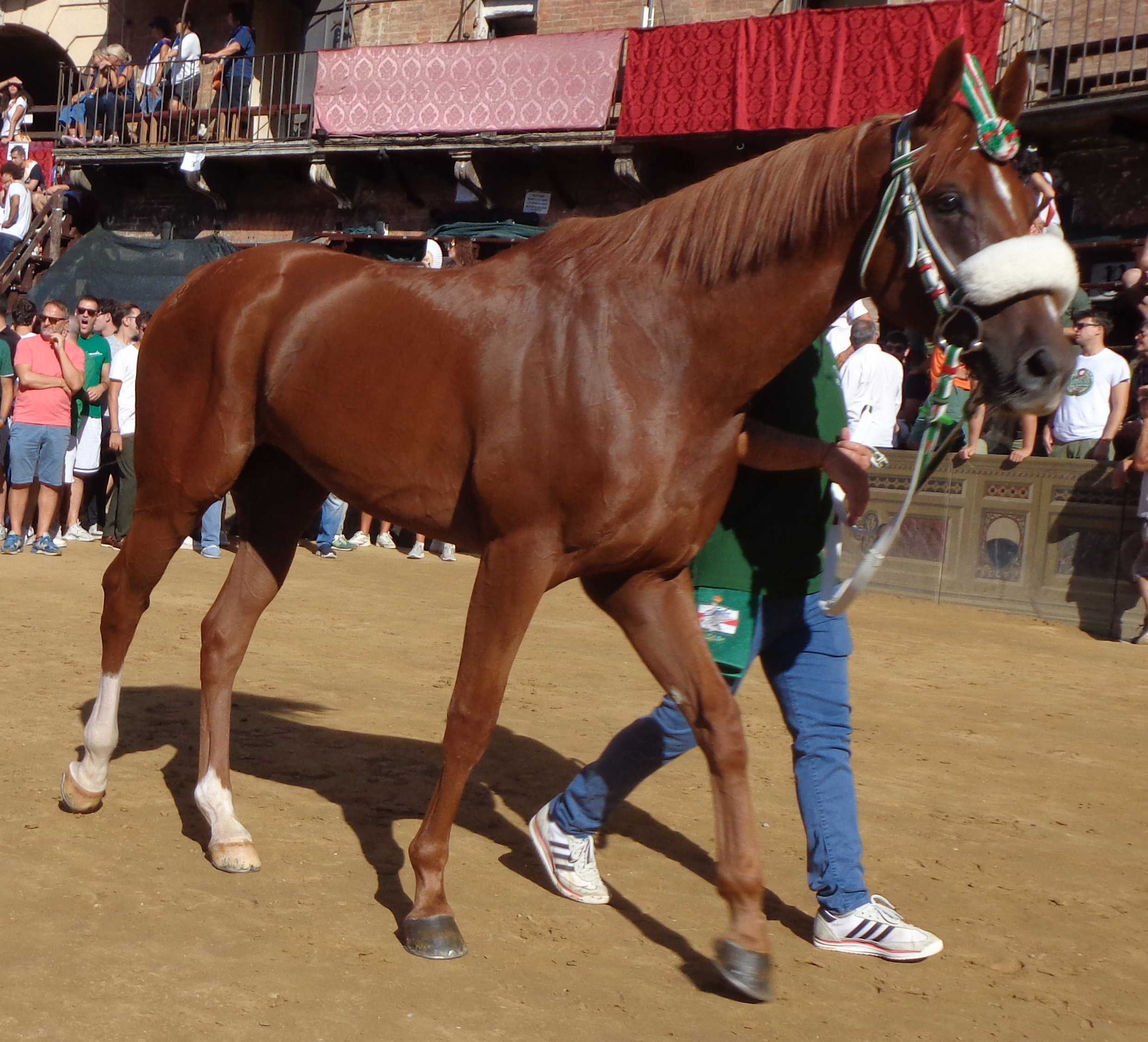 Diamante Sauro